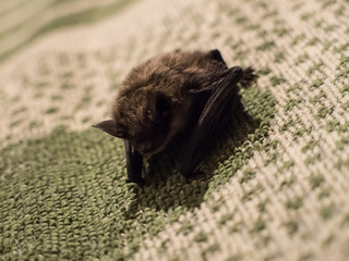 Small cute scary bat found on pillow in evening