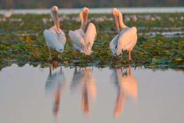 White Pelican (Pelecanus onocrotalus)