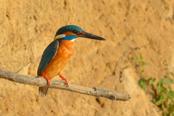 Common Kingfisher (Alcedo athis)