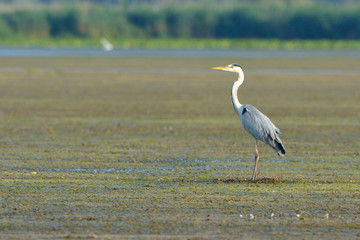 Grey Heron (Ardea cinerea) Searching for Food