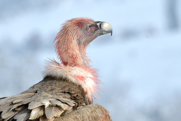 Griffon Vulture Portrait in Winter