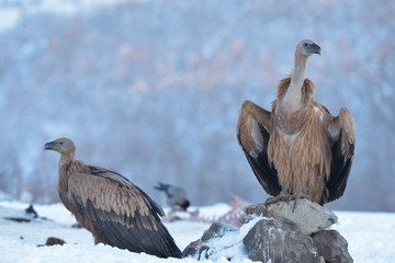 Griffon Vulture Resting on a Rock, in Mountains, in Winter