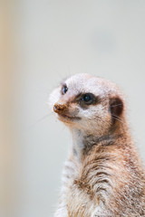 ミーアキャット