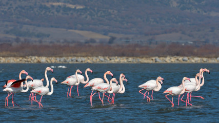 Greater Flamingo (Phoenicopterus roseus)