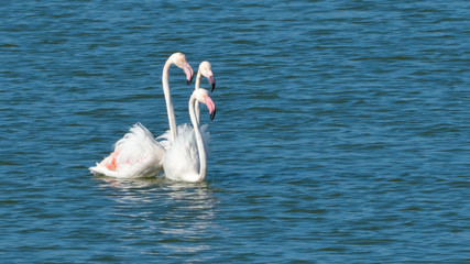 Greater Flamingo (Phoenicopterus roseus)