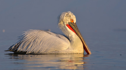 Dalmatian Pelican (Pelecanus crispus)