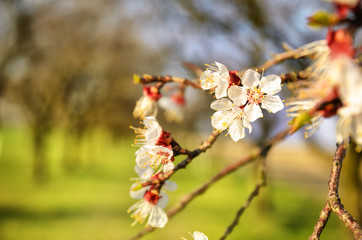 Blossom cherry tree, spring wallpaper, edit space