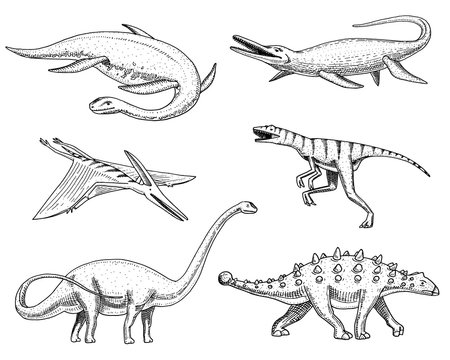 Dinosaurs Elasmosaurus, Mosasaurus, Barosaurus, Diplodocus, Pterosaur, Ankylosaurus, Velociraptor, fossils, winged lizard. American Prehistoric reptiles, Jurassic Animal engraved Hand drawn vector.
