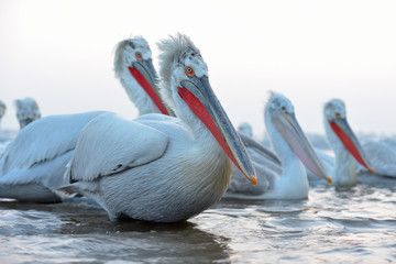 Dalmatian Pelican (Pelecanus crispus)