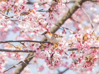桜とニュウナイスズメ