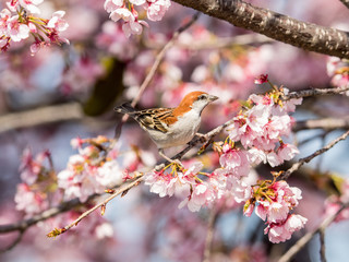 桜とニュウナイスズメ