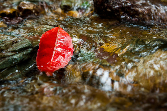 Red leaf in a stream