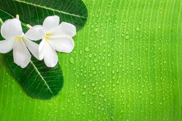 Fototapeten Zen spa bacground, frangipani or plumeria flower, banana leaf © PRASERT