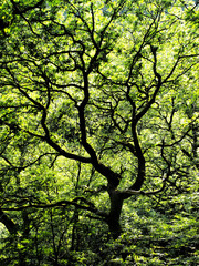 twisted tree with black branches against a dense green vibrant summer forest background