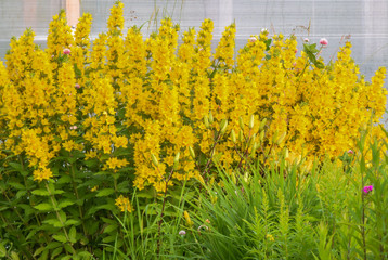 Blooming loosestrife