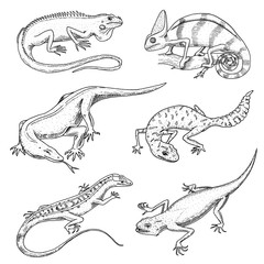 Chameleon Lizard, green iguana, Komodo dragon monitor, American Sand, exotic reptiles or snakes, spotted fat-tailed gecko. wild animals lacertian in nature. vector illustration. engraved hand drawn.