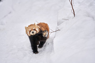 雪の上のレッサーパンダ