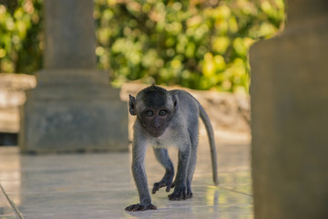 Baby Affe