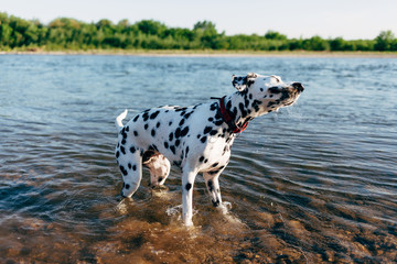 Dalmatian dog playing in water