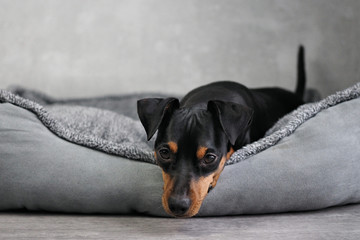 Hund liegt in Körbchen mit grauem Boden und grauem Hintergrund