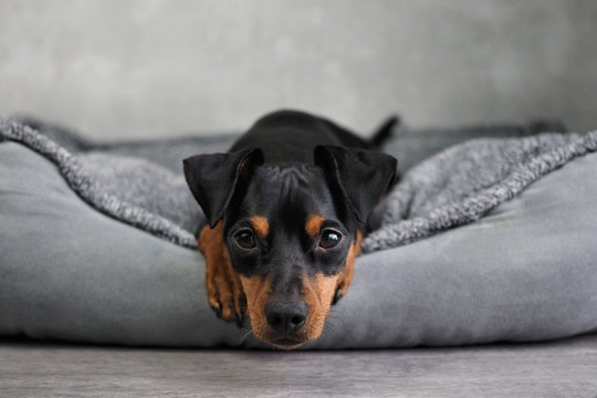 Hund liegt in Körbchen mit grauem Boden und grauem Hintergrund