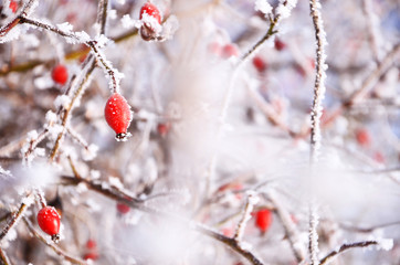 Fototapeta premium Czerwony rosa canina kwiat zimą - zdrowie, odporność, herbata