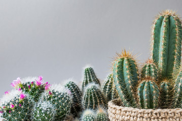 Cactus. Fashionable design. Minimal still life