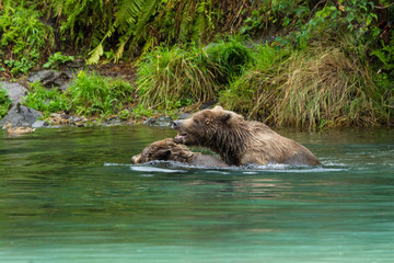 fighting Grizzly bear brothers in the water in Lake Clark National Park, Alaska