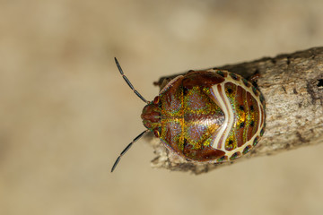 Image of beetle ladybird (Hippodamia variegata) on dry branches. Insect.  Animal.