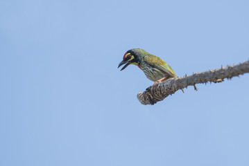 Portrait of Coppersmith Barbet Perched on Branch 