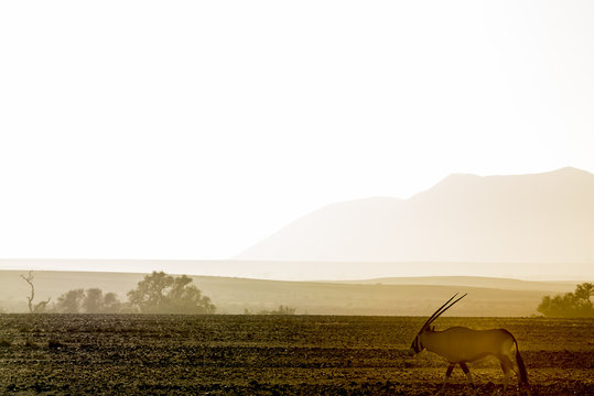 Desert Landscapes