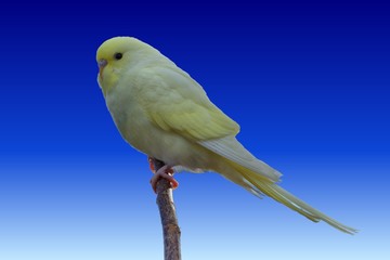 Fledgeling budgie,Melopsittacus undulatus, isolated on bright blue background, perched on a branch
