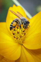 Image of bee or honeybee on yellow flower collects nectar. Golden honeybee on flower pollen. Insect. Animal