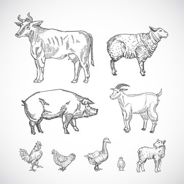 Hand Drawn Domestic Animals Set. A Collection of Pig, Cow, Goat, Lamb and Birds Silhouettes. Engraving Style Drawings.