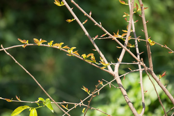 Young Green leaf of Fried Egg Tree