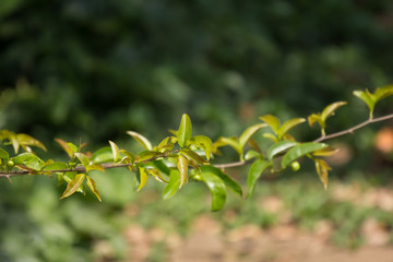 Young Green leaf of Fried Egg Tree