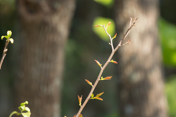 Young Green leaf of Fried Egg Tree
