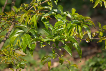 Young Green leaf of Fried Egg Tree