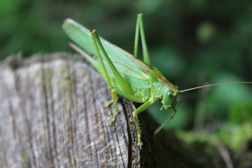 Heupferd