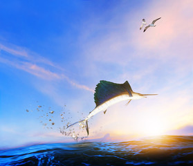 blue ,black marlin fish jumping to mid air over blue sea and sea gull flying above