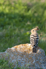 Hoopoe