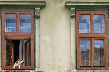 Dog admiring view/Pitbull Dog at a house window in Sibiu in the old district looking at the street below.