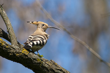 Hoopoe on a tree