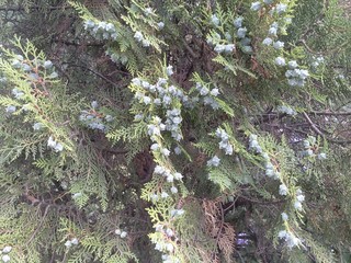 Chinese Arborvitae  with cones