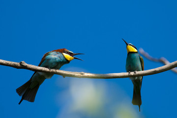 European Bee Eater
