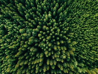Foto op Canvas Bovenaanzicht vanuit de lucht van zomergroene bomen in het bos op het platteland van Finland. © nblxer