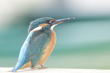 Kingfisher