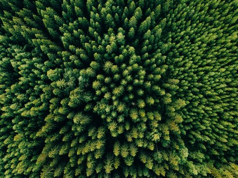 Aerial top view of summer green trees in forest in rural Finland. © nblxer