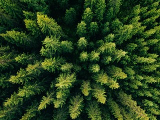 Naklejka premium Widok z lotu ptaka odgórny lato zieleni drzewa w lesie w wiejskim Finlandia.