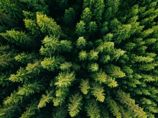 Foto op Plexiglas Bovenaanzicht vanuit de lucht van zomergroene bomen in het bos op het platteland van Finland. © nblxer